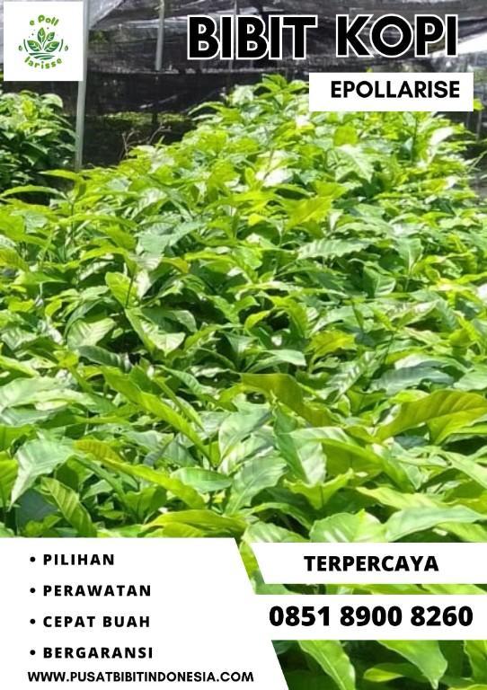 0851 8900 8260 ( Tsel ) epollarise Bibit Kopi, Bibit Kopi Robus in Indonesia - Image 5
