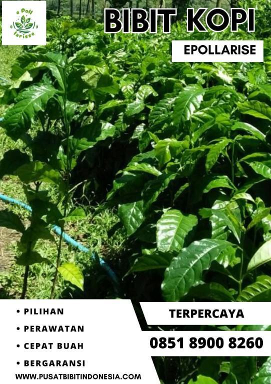 0851 8900 8260 ( Tsel ) epollarise Bibit Kopi, Bibit Kopi Robus in Indonesia - Image 6