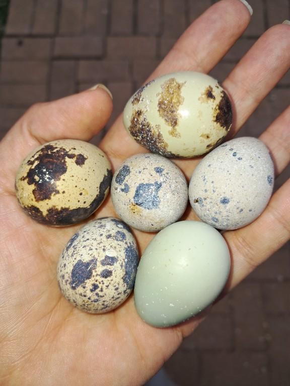 Quail hatching eggs R5 ea in Johannesburg - Image 2