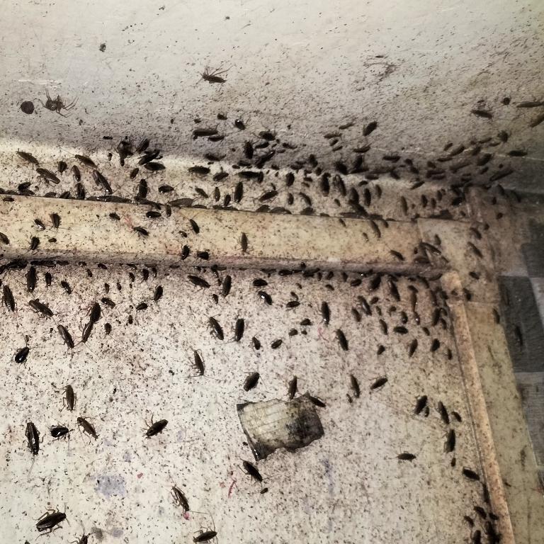 PEST CONTROL SERVISES in Aurangabad - Image 2
