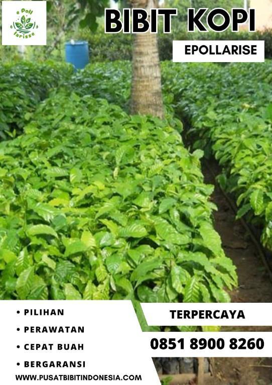 0851 8900 8260 ( Tsel ) epollarise Bibit Kopi, Bibit Kopi Robus in Indonesia - Image 1