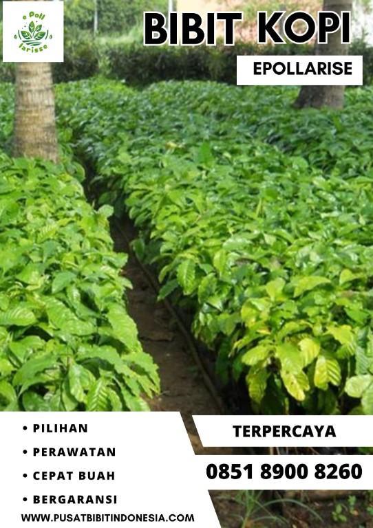 0851 8900 8260 ( Tsel ) epollarise Bibit Kopi, Bibit Kopi Robus in Indonesia - Image 2