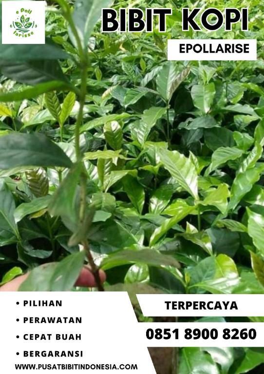 0851 8900 8260 ( Tsel ) epollarise Bibit Kopi, Bibit Kopi Robus in Indonesia - Image 4