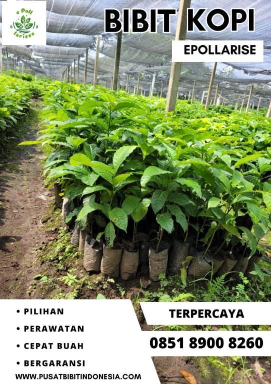 0851 8900 8260 ( Tsel ) epollarise Bibit Kopi, Bibit Kopi Robus in Indonesia - Image 3