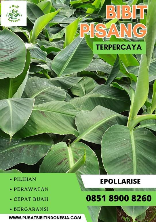 0851 8900 8260 (Tsel) Jual Bibit Pisang Pendek in Indonesia - Image 1
