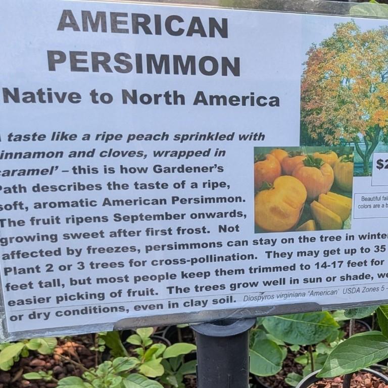 American persimmon trees in Gresham - Image 1