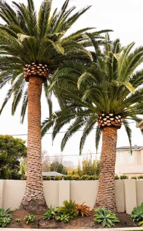 Tree services and landscaping in Pietermaritzburg - Image 2