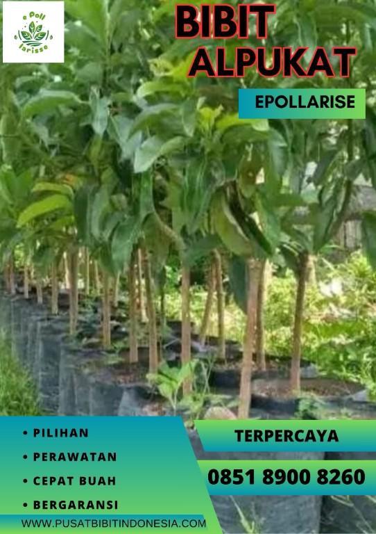 0851.8900.8260 (tsel) epollarise Bibit Alpukat Miki in Indonesia - Image 1