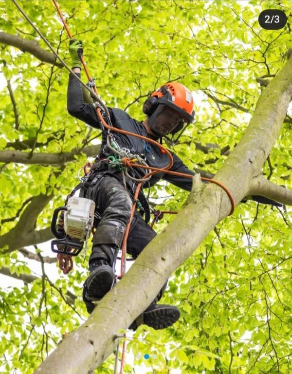 Professional Tree Felling in Pietermaritzburg - Image 1