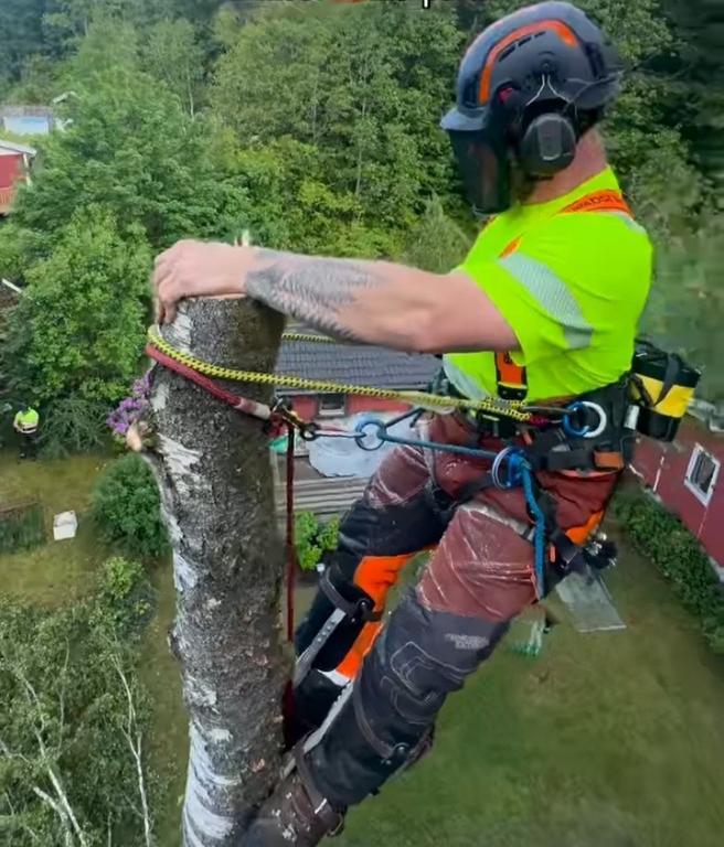 Professional Tree Felling in Pietermaritzburg - Image 2