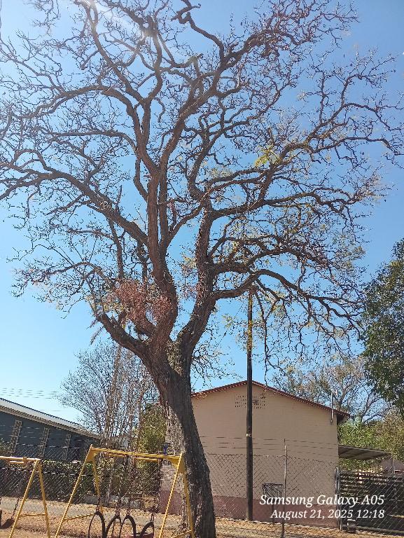 Professional Tree Felling in Pietermaritzburg - Image 3