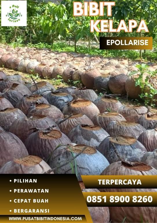 0851.8900.8260 (TSEL) epollarise Bibit Kelapa Matag in Indonesia - Image 1