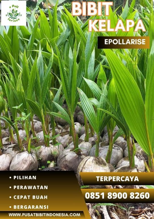 0851.8900.8260 (TSEL) epollarise Bibit Kelapa Matag in Indonesia - Image 3