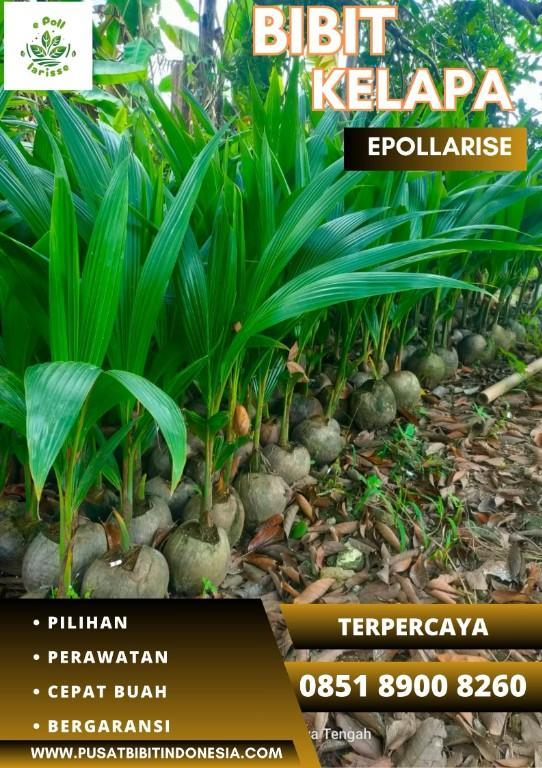 0851.8900.8260 (TSEL) epollarise Bibit Kelapa Matag in Indonesia - Image 5