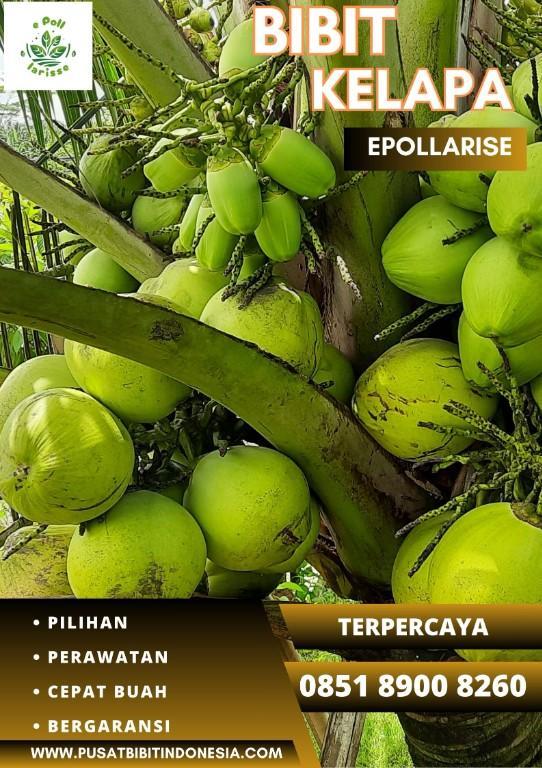 0851.8900.8260 (TSEL) epollarise Bibit Kelapa Matag in Indonesia - Image 6