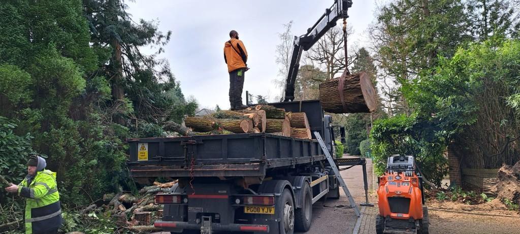 Pineridge Tree Care in United Kingdom - Image 2