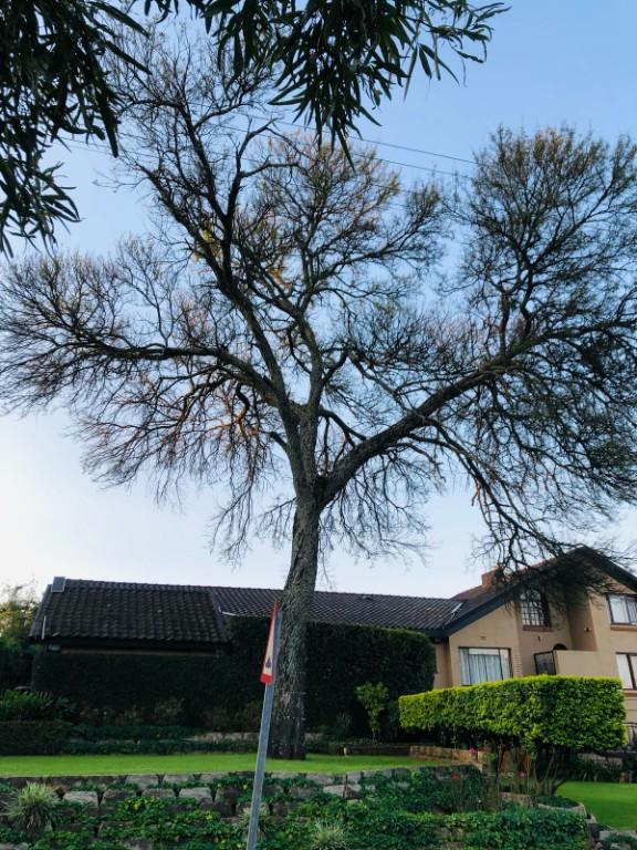 M.A Miami mega treefelling centurion in Centurion - Image 2