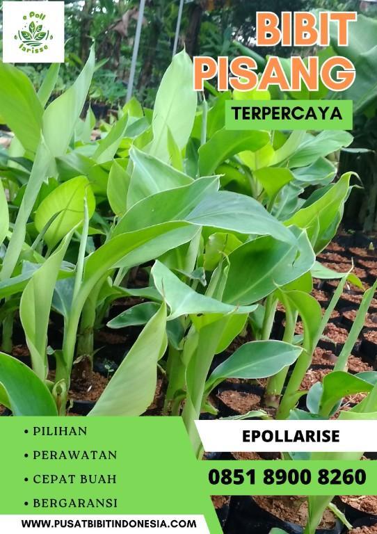 0851 8900 8260 (Tsel) Jual Bibit Pisang Jumbo in Indonesia - Image 2