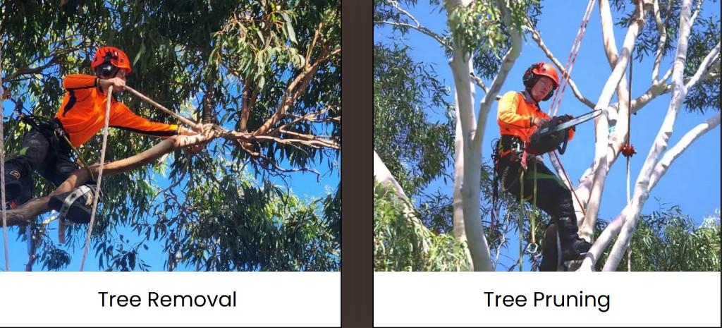 Crows Nest Tree Removal in Mount Barker - Image 2