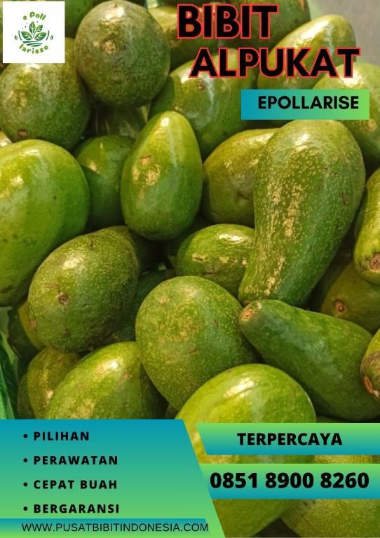 0851.8900.8260 (tsel) epollarise Bibit Alpukat Hibrida in Indonesia - Image 1