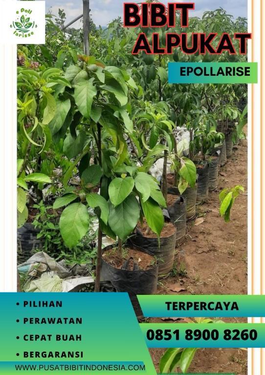 0851.8900.8260 (tsel) epollarise Bibit Alpukat Hibrida in Indonesia - Image 3