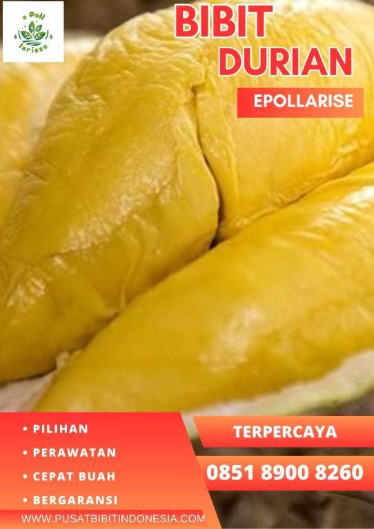 0851.8900.8260 (Tsel) epollarise Bibit Durian Musang King Di Pa in Indonesia - Image 3