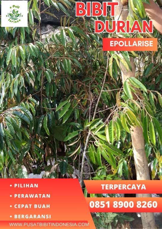 0851.8900.8260 (Tsel) epollarise Bibit Durian Musang King Di Pa in Indonesia - Image 1