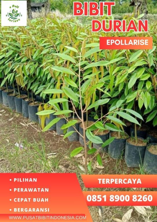 0851.8900.8260 (Tsel) epollarise Bibit Durian Musang King Di Pa in Indonesia - Image 6