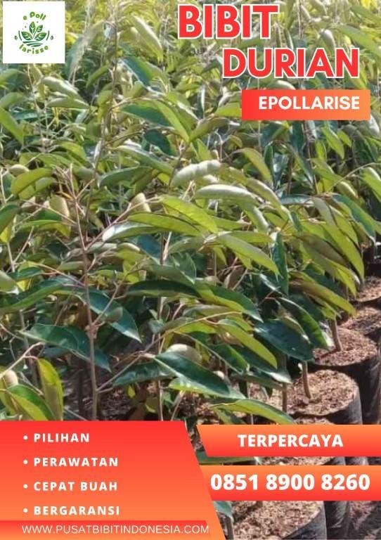 0851.8900.8260 (Tsel) epollarise Bibit Durian Musang King Di Pa in Indonesia - Image 4