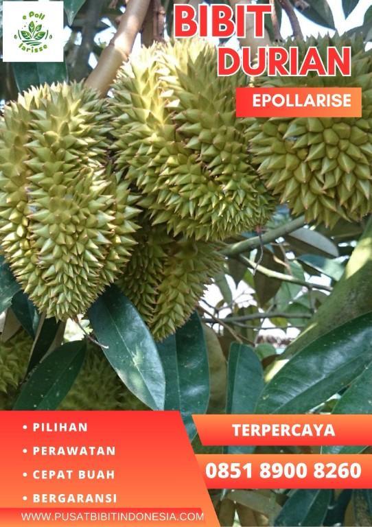 0851.8900.8260 (Tsel) epollarise Bibit Durian Musang King Di Pa in Indonesia - Image 5