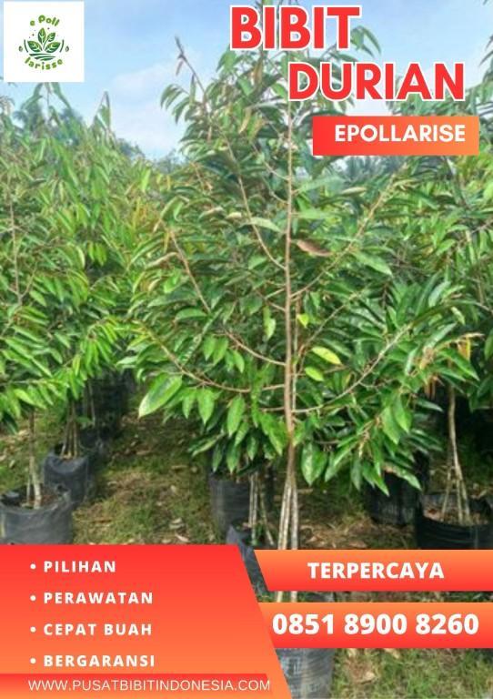 0851.8900.8260 (Tsel) epollarise Bibit Durian Musang King Di Pa in Indonesia - Image 2