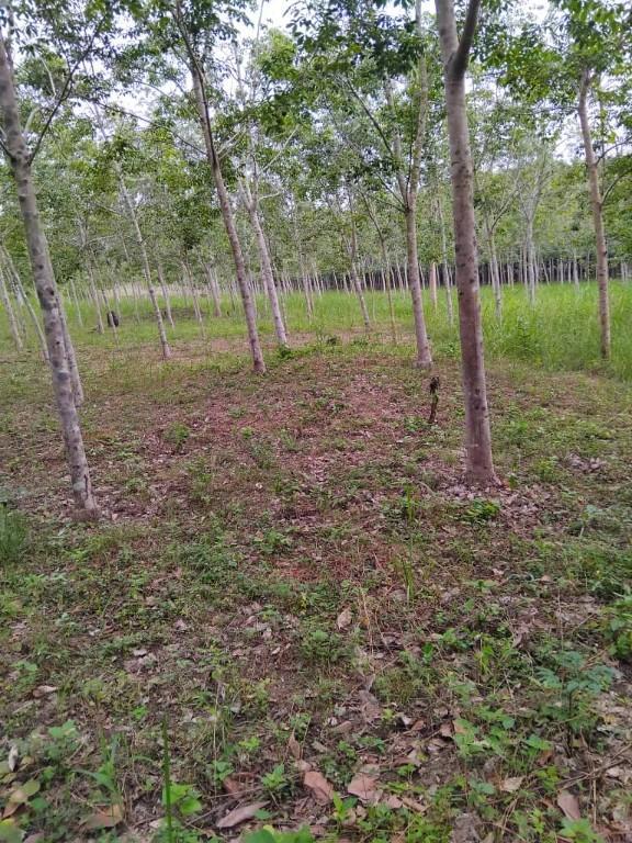 A vendre Hevéas Toumodi en Côte d’Ivoire - Photo 1