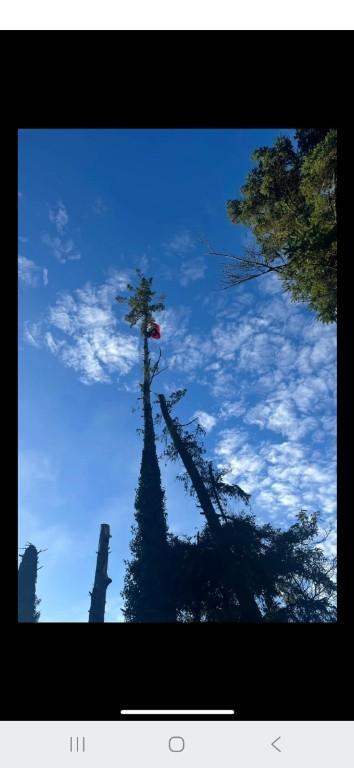 Tree Surgery Co. CORK in Cork - Image 2
