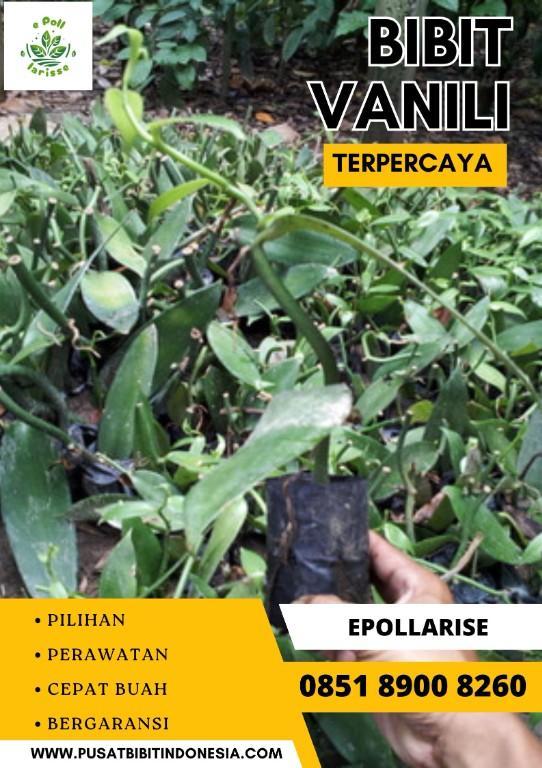 0851.8900.8260 (tsel) e pollarise Bibit Vanili Tasikmalaya in Indonesia - Image 2