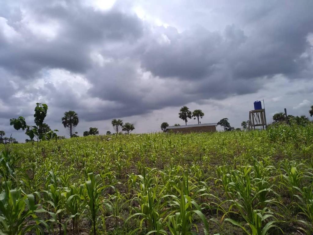 Parcelle Agricole vierge a Exploité a Toumodi en Côte d’Ivoire - Photo 2