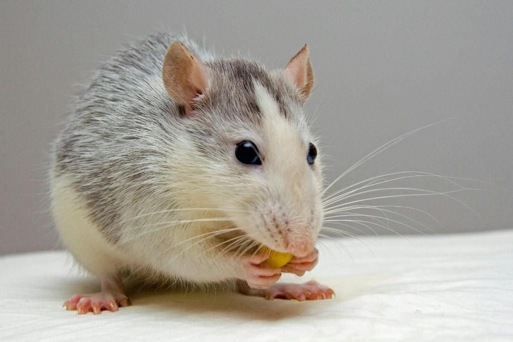 Pestline Pest Control in Vaughan - Image 2