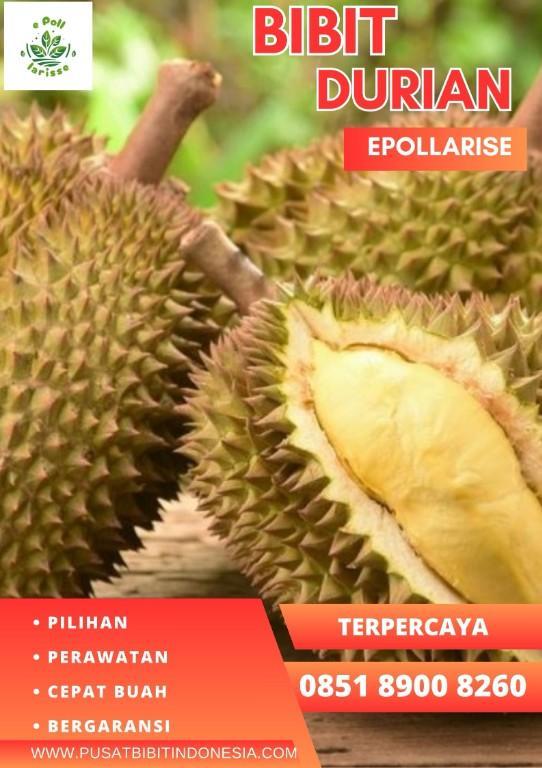 0851.8900.8260 (Tsel) epollarise Bibit Durian Musangking Tinggi in Indonesia - Image 6