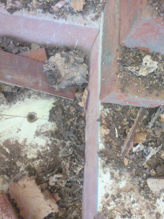 Effecting OF Demake At Home in Pakistan - Image 5