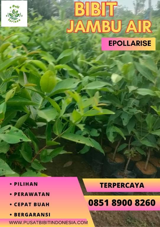0851 8900 8260 (TSEL) Bibit Jambu Air Citra in Indonesia - Image 2