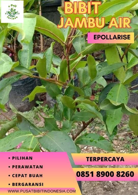 0851 8900 8260 (TSEL) Bibit Jambu Air Citra in Indonesia - Image 6
