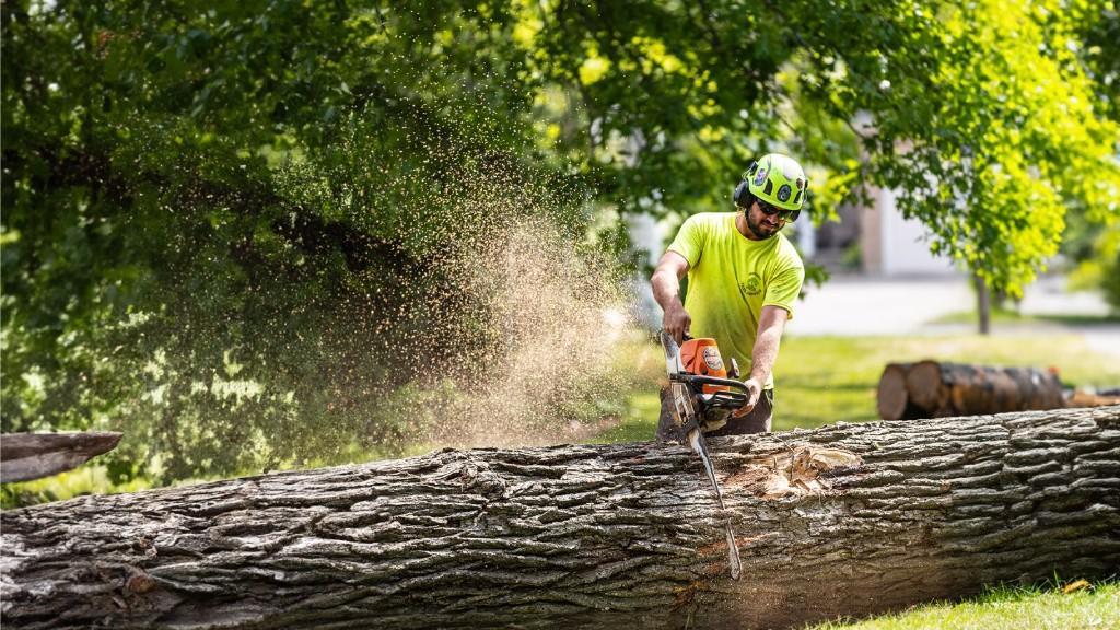 Asheboro Tree Service in Greensboro - Image 2
