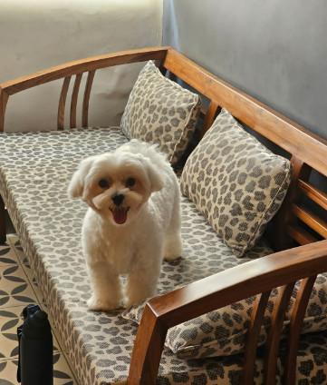 Pet spa In Noida in Delhi - Image 4