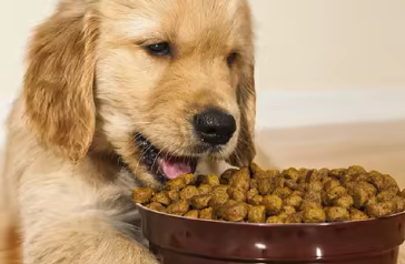 Dog food In Noida in Gautam Budh Nagar - Image 2