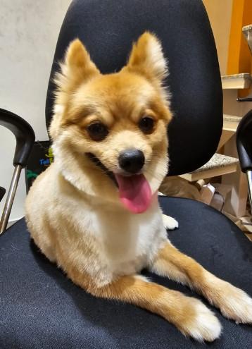 Pet grooming In Noida in Gautam Budh Nagar - Image 5