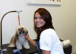 All Dogs Unleashed Dog Training Dallas in United States - Image 3