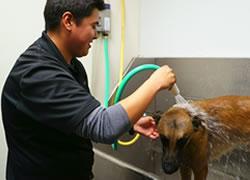 All Dogs Unleashed Dog Training Fort Worth in Dallas - Image 2