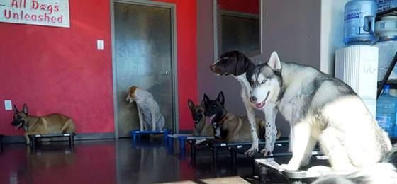 All Dogs Unleashed Dog Training Fort Worth in Dallas - Image 5