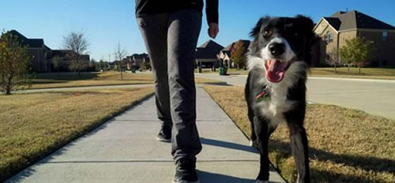 All Dogs Unleashed Dog Training Fort Worth in Dallas - Image 6
