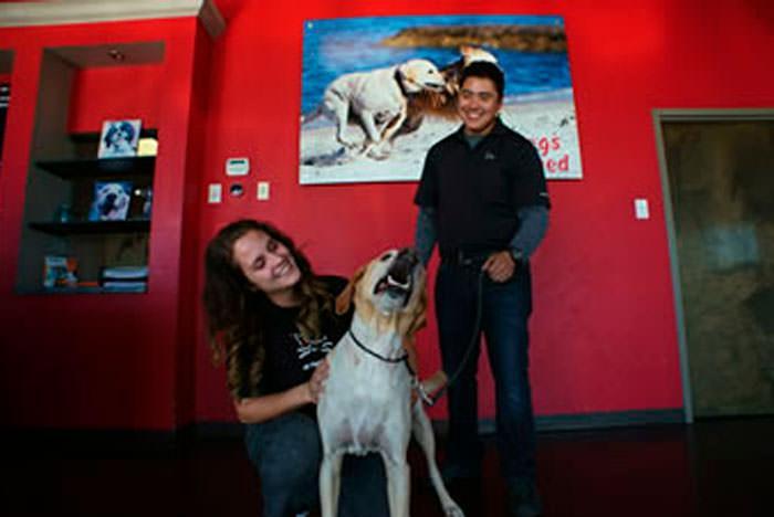 All Dogs Unleashed Dog Training OKC in Oklahoma City - Image 3