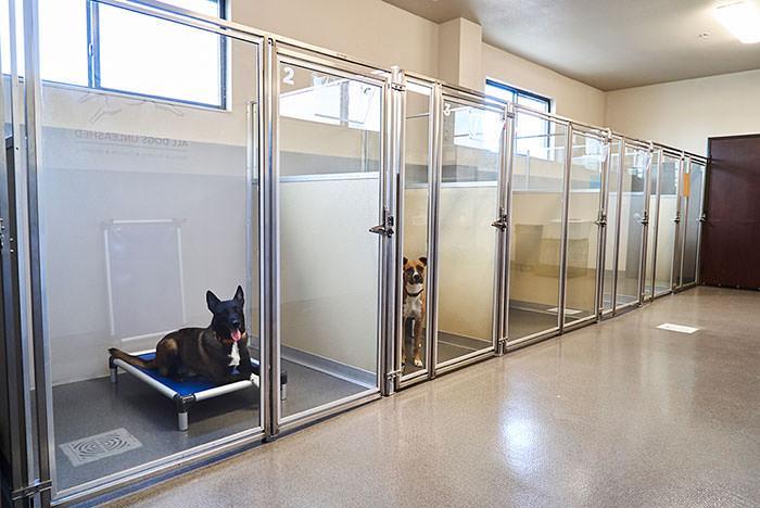 All Dogs Unleashed Dog Training OKC in Oklahoma City - Image 8
